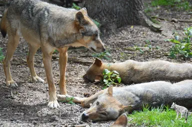 Sein Halt, die Familie! - (C) Jens Feeken