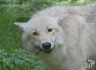 Beute - während  - (C) Jens Feeken