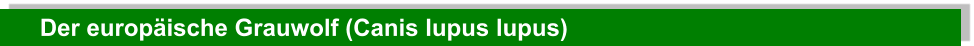 Der europäische Grauwolf (Canis lupus lupus)